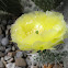 Common name: Plains Prickly Pear