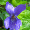 Violeta común - Wood Violet
