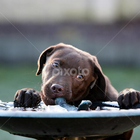 Raiding the bird bath by Helen Matten - Animals - Dogs Playing