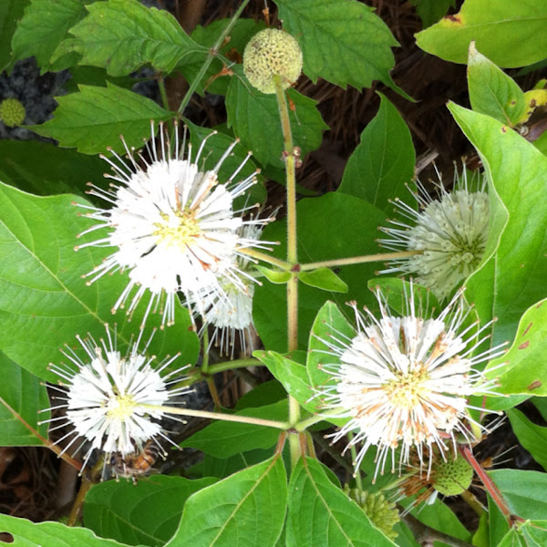 Button Bush | Project Noah