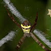 St Andrews Cross spider