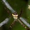 St Andrews Cross spider