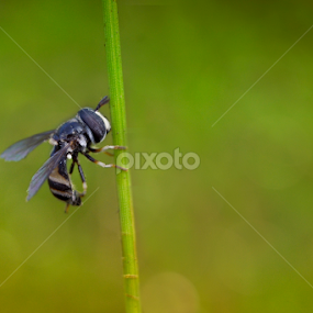 Lebah bunga by Ryanbastian Photowork - Animals Other