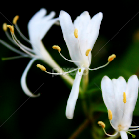 by BJ Williamson - Flowers Flowers in the Wild