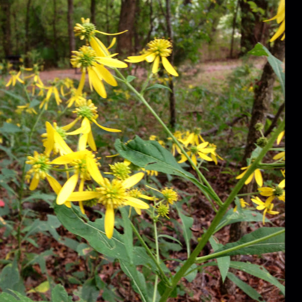 Yellow Ironweed Project Noah
