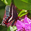 Parides butterfly