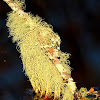 Bushy beard lichen
