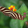 Mariposa zebra, Zebra Longwing Butterfly