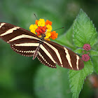 Mariposa zebra, Zebra Longwing Butterfly