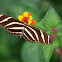 Mariposa zebra, Zebra Longwing Butterfly