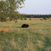 Wildlife of the Wichita Mountains Wildlife Refuge