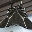 Giant Uraniid Moth