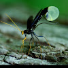 Giant Ichneumon Wasp
