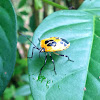Colourful Amazon Stinkbug