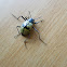 Tenebrionid beetle