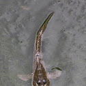 Common mudskipper