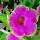 Petunia hybrid 'Picasso in Pink'