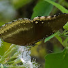 Great Eggfly Butterfly