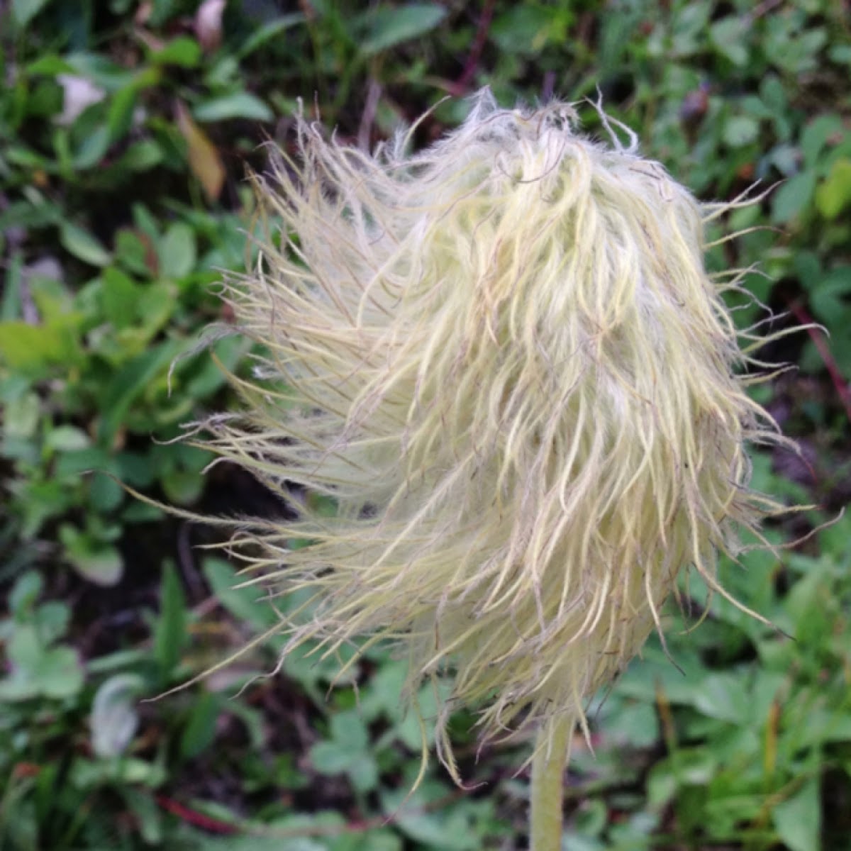 Western Pasqueflower