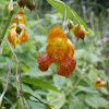 Jewelweed / Spotted Touch-Me-Not