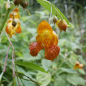 Jewelweed / Spotted Touch-Me-Not