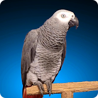 Grey Parrot Live Wallpaper APK 电影海报图片