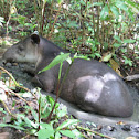 Danta - Tapir