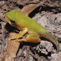 Green treefrog