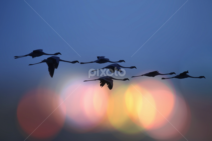 Let Flight by Jitendrasinh Sodha - Animals Birds