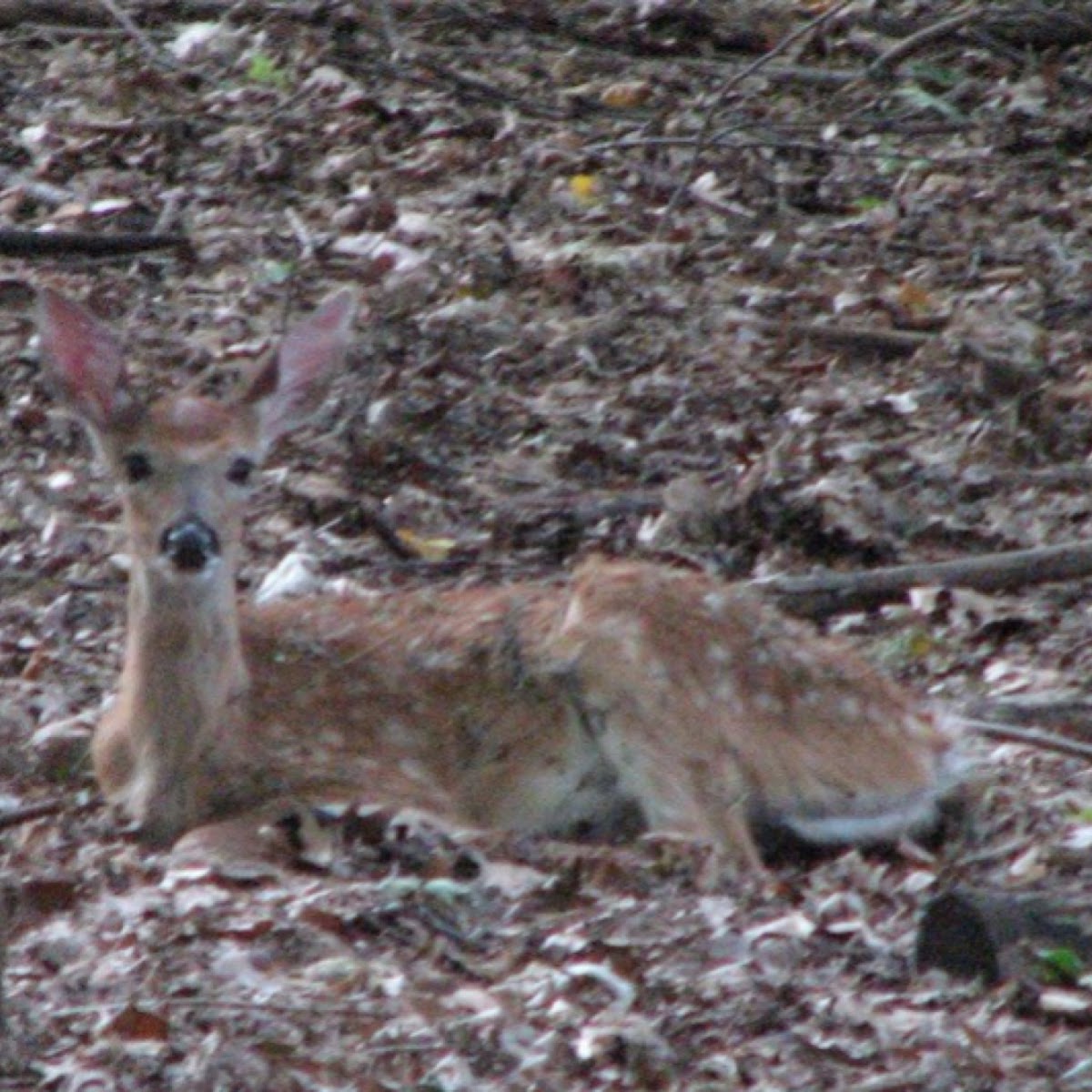 White tailed deer (fawn)