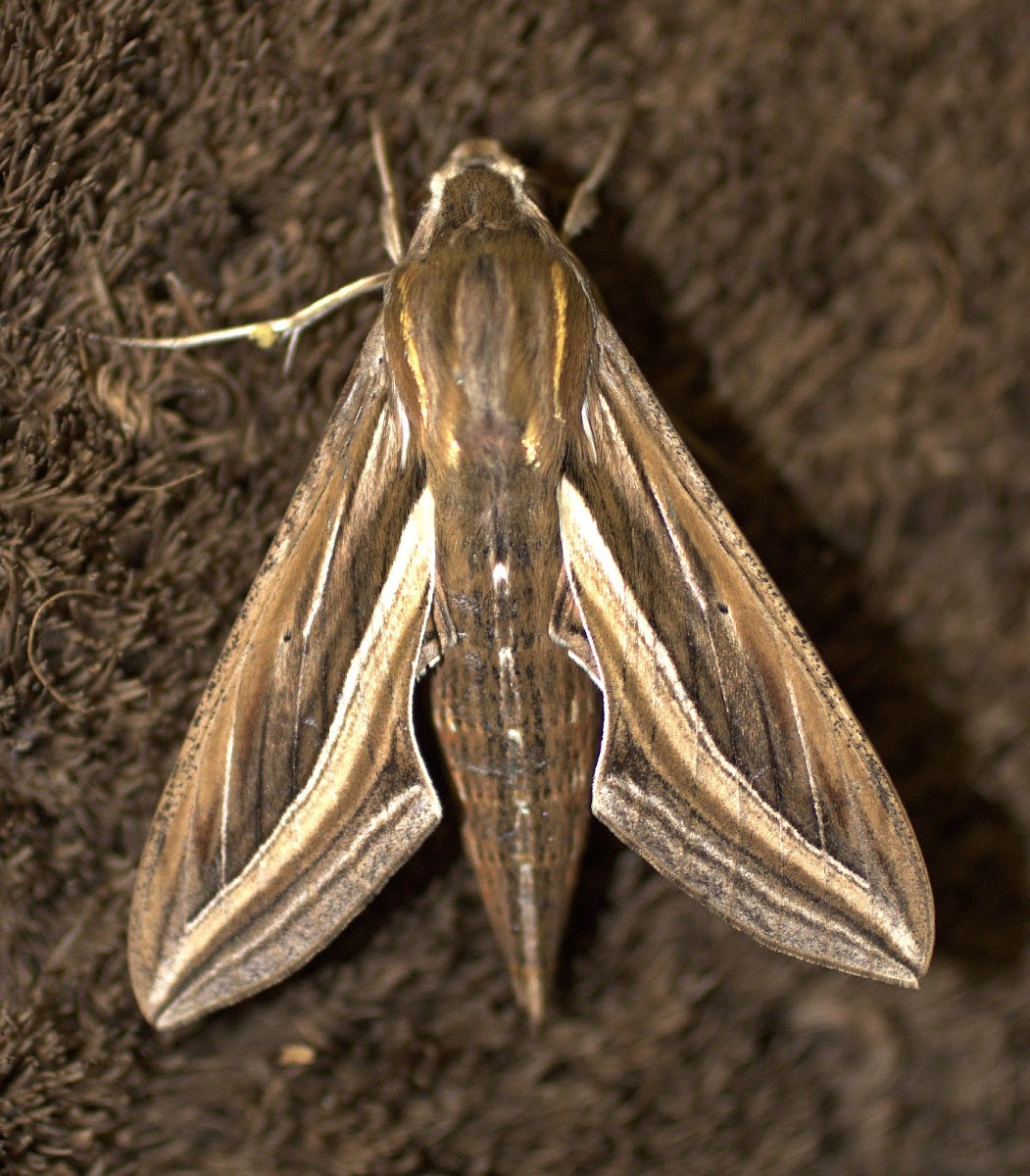 Silver-striped Hawk Moth