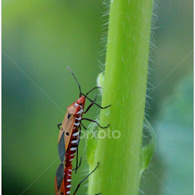 Mating season  by Debapriya Bhattacharya - Animals Insects & Spiders