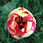 Tulip: Rems Sensation