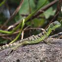 Plumed Basilisk