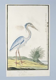 Ardea cinerea (Blauwe reiger)