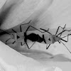 (seed) bug