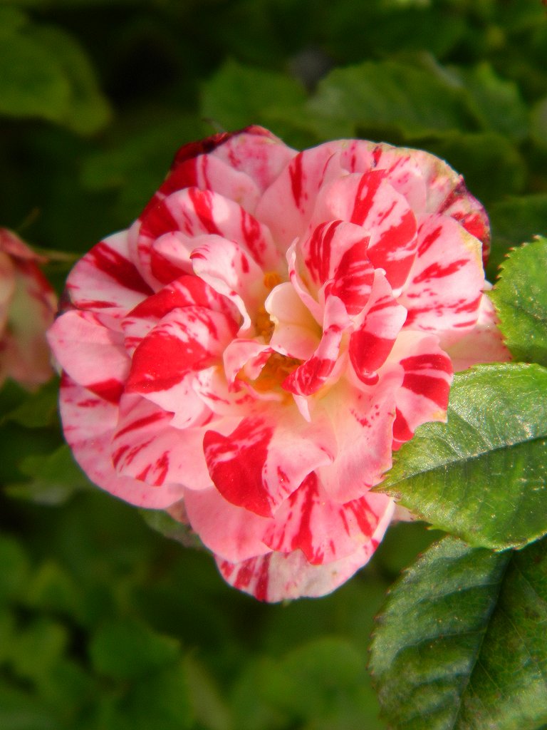 "Rosa Mundi" miniature rose