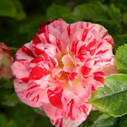 "Rosa Mundi" miniature rose