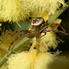 Flower spider