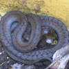 Dekay's Brown snake