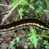 Impatiens hawk moth caterpillar