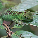 Amazon Forest Dragon