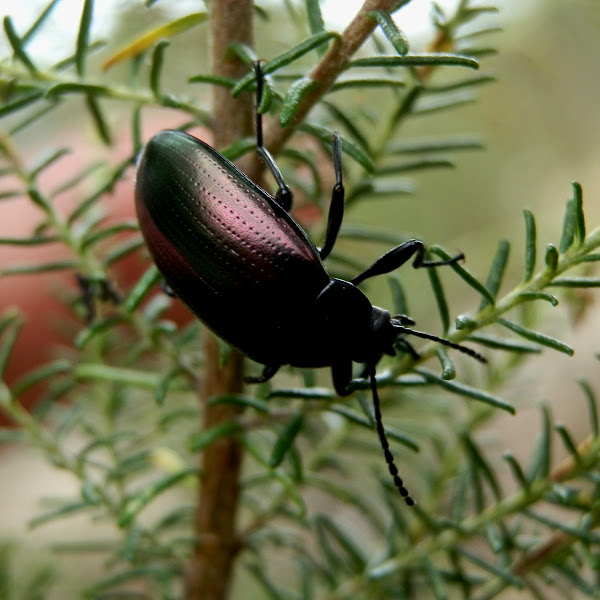 Chalcopterus Beetle Project Noah 1541