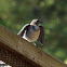 California Scrub Jay (fledgling)