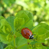 Ladybird (thin spots)