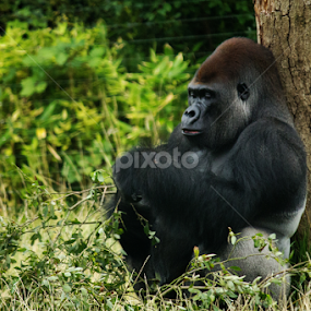 Silverback Gorilla by Nikki Wilson - Animals Other Mammals