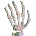 Rays Anatomy Skeletal System