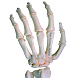 Rays Anatomy Skeletal System