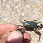 Fiddler Crab (female)