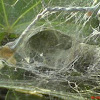 Araneomorph funnel-web spider - WEB
